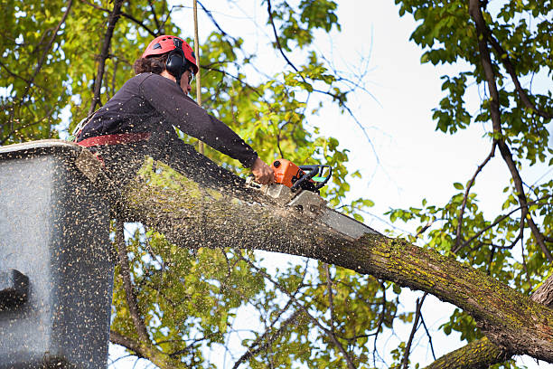 Lawn Irrigation Installation and Maintenance in Bridgman, MI